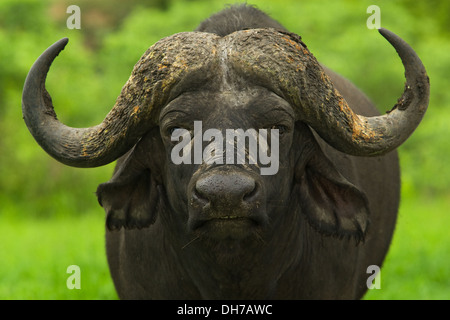Kaffernbüffel, afrikanische Kappe Buffalo, Buffalo Stockfoto