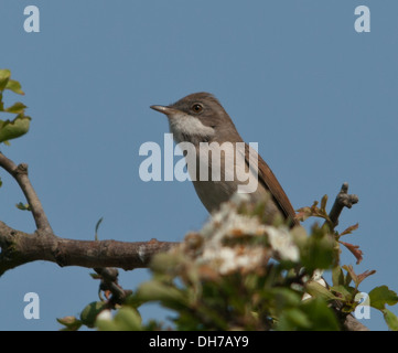 gemeinsamen Whitethroat auf Weißdorn Stockfoto