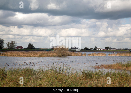 Vorland des niederländischen Fluss Lek, Nieuw-Lekkerland, Südholland, Niederlande Stockfoto