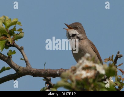 gemeinsamen Whitethroat auf Weißdorn Stockfoto