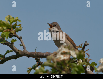 gemeinsamen Whitethroat auf Weißdorn Stockfoto