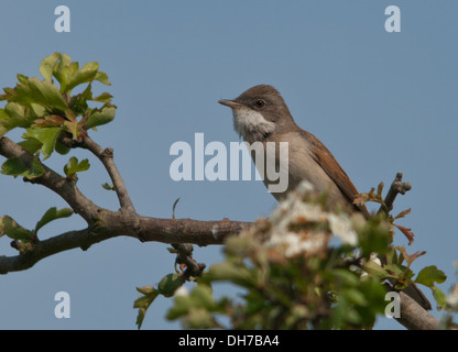 gemeinsamen Whitethroat auf Weißdorn Stockfoto