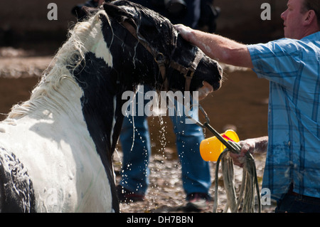 Reisende, die ihre Pferde bei der jährlichen Appleby anzeigen Pferd Messe, Cumbria, UK Stockfoto