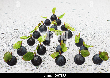 Heidelbeere mit Wassertropfen, befindet sich in Form von Tanne Stockfoto