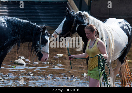 Reisende, die ihre Pferde bei der jährlichen Appleby anzeigen Pferd Messe, Cumbria, UK Stockfoto