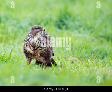 Wilde Mäusebussard Buteo Buteo auf Boden ernähren sich ein Kaninchen Stockfoto