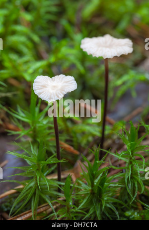 Windrad-Pilz Stockfoto