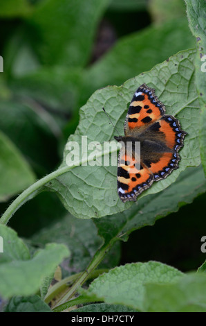 Ein kleiner Fuchs Schmetterling ruht auf einem grünen Blatt UK Stockfoto