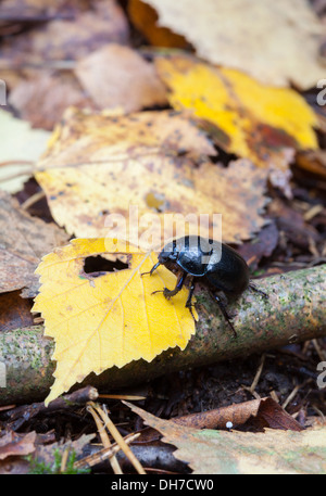 Geotrupes Stercorarius Käfer Stockfoto