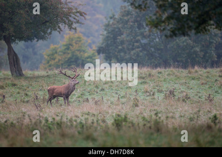 Männliche Rothirsch (Cervus Elaphus) Hirsch im frühen Morgenlicht. Parklandschaft im Studley Royal, North Yorkshire, Großbritannien Stockfoto