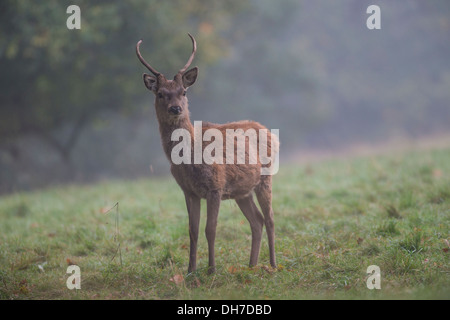 Juvenile männliche Rothirsch (Cervus Elaphus) Hirsch in Herbst Brunft. Studley Royal, North Yorkshire, Großbritannien Stockfoto