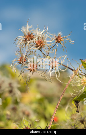 Old mans Bart attraktiven Kletterer wispy flauschig weichen Köpfe schlanke gefiederten Thread Wind Samenausbreitung Stockfoto