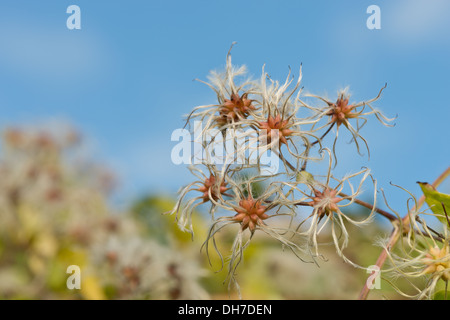 Old mans Bart attraktiven Kletterer wispy flauschig weichen Köpfe schlanke gefiederten Thread Wind Samenausbreitung Stockfoto