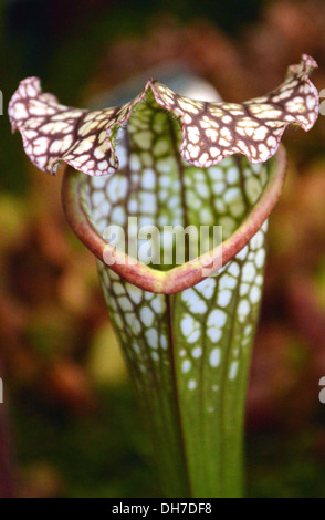 Ein Close Up von The fleischfressende White Schlauchpflanze (Sarracenia Leucophylla) in Harrogate Herbst Blume zeigen Yorkshire Stockfoto