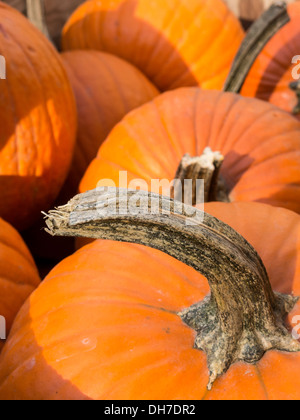 Herbst Saisondekorationen, Kürbis Anzeige Stockfoto