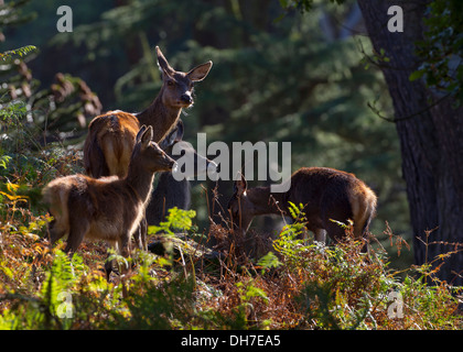 Weibliche Rothirsch (Cervus Elaphus) Hinds lange Gras und Bracken. Sonnendurchflutetes Studley Royal, North Yorkshire, Großbritannien Stockfoto