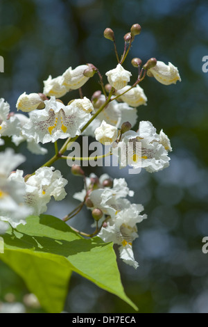 südlichen Catalpa, Catalpa bignonioides Stockfoto