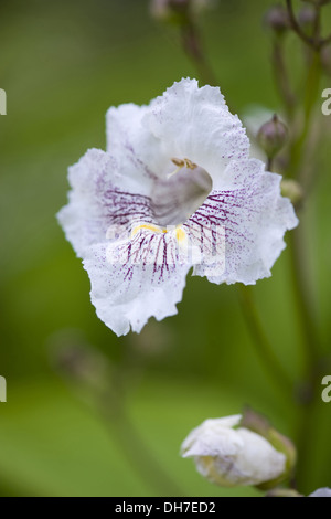 nördlichen Catalpa, Catalpa speciosa Stockfoto