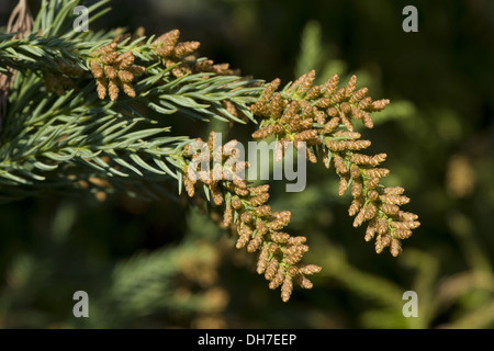 Japanische Zeder, Sugi, Cryptomeria japonica Stockfoto