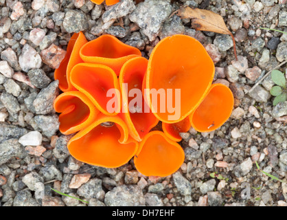 Orange Peel Fungus Stockfoto