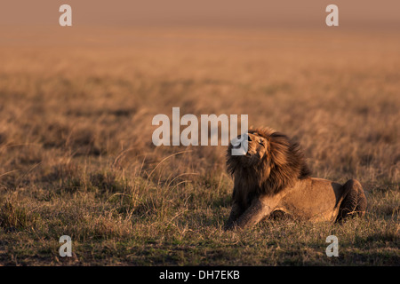 Ein männlicher Löwe ist stretching und Pflege seiner Mähne durch die kühle Abendbrise in Masai Mara während des Wartens auf seinen Stolz. Stockfoto