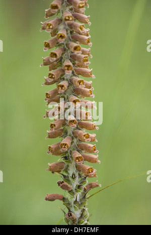 Fingerhut, Digitalis parviflora Stockfoto