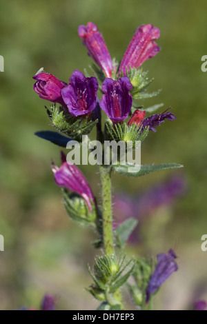 Bugloss, Echium tuberculatum Stockfoto