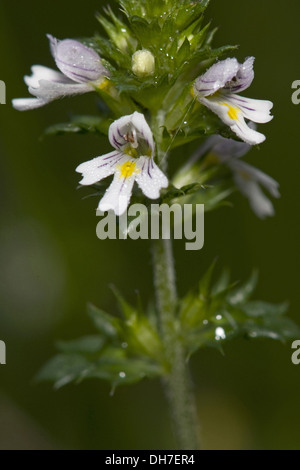 gemeinsamen Augentrost, Euphrasia nemorosa Stockfoto