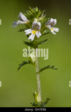 gemeinsamen Augentrost, Euphrasia nemorosa Stockfoto