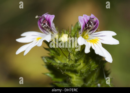 Augentrost, Euphrasia officinalis Stockfoto