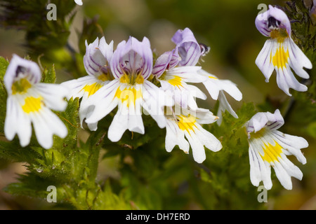 Augentrost, Euphrasia officinalis Stockfoto