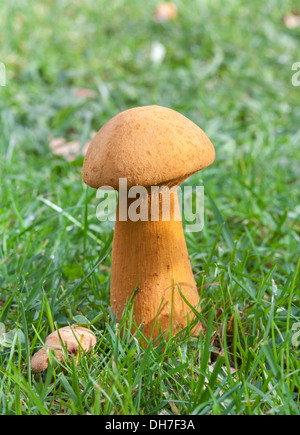 Im Herbst Pilze Stockfoto