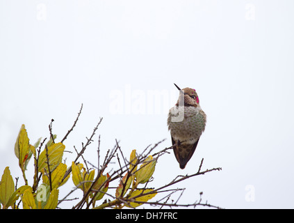 Annas Kolibri weiblich Stockfoto