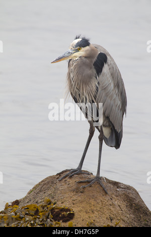 Great Blue Heron in der Zucht Gefieder Stockfoto