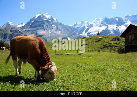 Kuh Beweidung in offenen Wiese in der Nähe von Interlaken, Schweiz, Europa mit Schnee bedeckt Schweizer Alpen im Hintergrund. Stockfoto