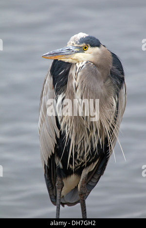 Great Blue Heron in der Zucht Gefieder Stockfoto