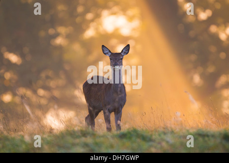 Weibliche Rothirsch (Cervus Elaphus) Hind im morgendlichen Sonnenlicht. Studley Royal, North Yorkshire, Großbritannien Stockfoto