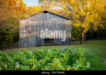 Alte Tabak-Bauernhof entlang der Natchez Trace, Tennessee, USA Stockfoto