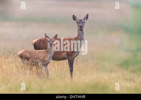 Weibliche Rothirsch (Cervus Elaphus) Hind und Fawn lange Gras. Studley Royal, North Yorkshire, Großbritannien Stockfoto