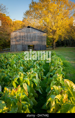 Alte Tabak-Bauernhof entlang der Natchez Trace, Tennessee, USA Stockfoto