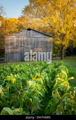 Alte Tabak-Bauernhof entlang der Natchez Trace, Tennessee, USA Stockfoto