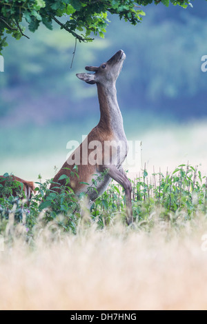 Weibliche Rothirsch (Cervus Elaphus) Hind Stand auf hinteren Beinen, Blätter vom Baum zu essen. Studley Royal, North Yorkshire, Großbritannien Stockfoto