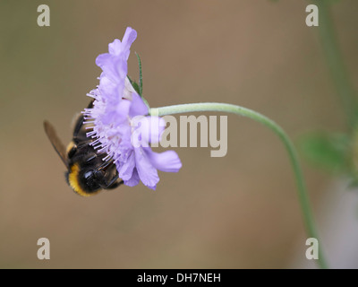 Buff-tailed Hummel Fütterung auf blühende Pflanze. Stockfoto