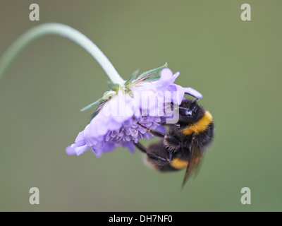 Buff-tailed Hummel Fütterung auf blühende Pflanze. Stockfoto