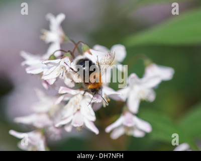 Die Baumhummel Ernte Nektar von Blütenpflanzen. Stockfoto