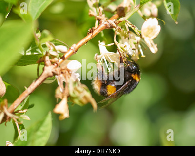 Buff-tailed Bumblebee sammeln Nektar von Blütenpflanzen. Stockfoto