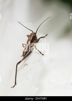 Dunklen Busch Cricket Rang innerhalb der weiß blühenden Pflanze. Stockfoto