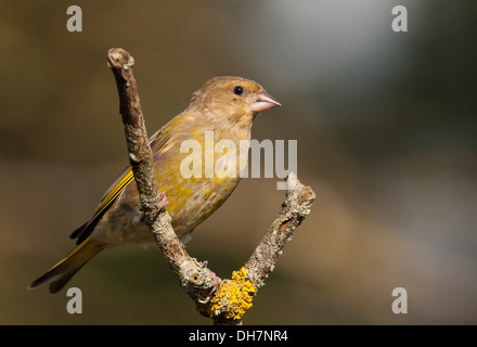 Grünfink auf einen natürlichen Barsch Stockfoto