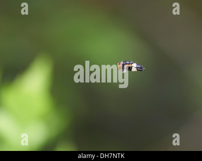 Hoverfly im Flug. Stockfoto