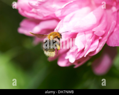 Die Baumhummel Ernte Nektar von Blütenpflanzen. Stockfoto